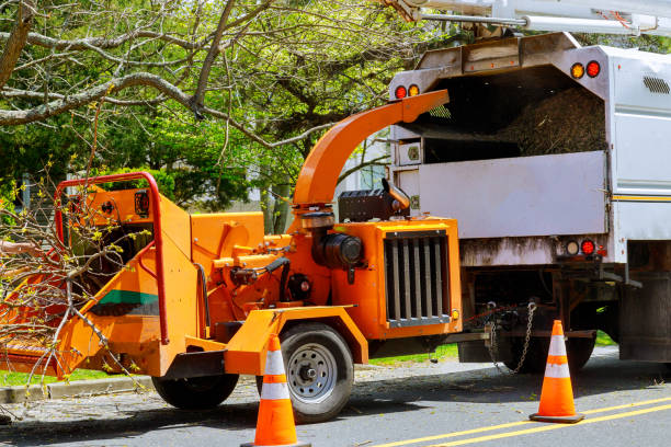 Tree Removal for Businesses in Bristol, VA